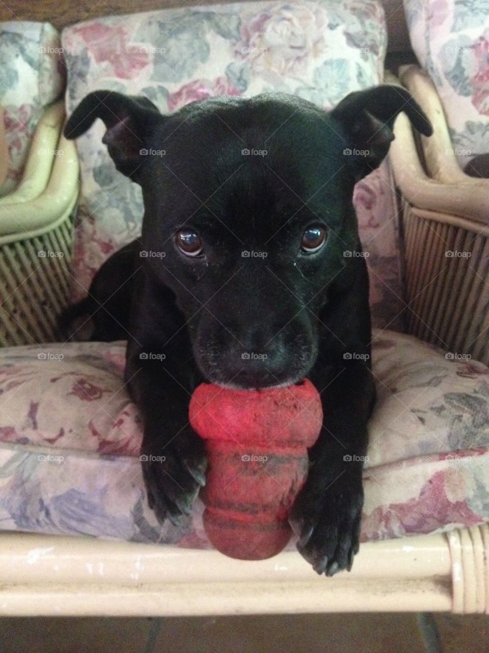 Staffie & her Kong 