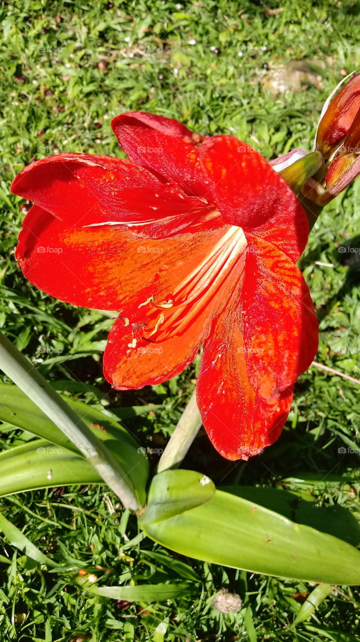 طبيعة ، طبيعية ، طبيعية ، نباتية ، مناظر طبيعية ، بيئة ، حديقة ، زهرة Hippeastrum papilio (رافينا).