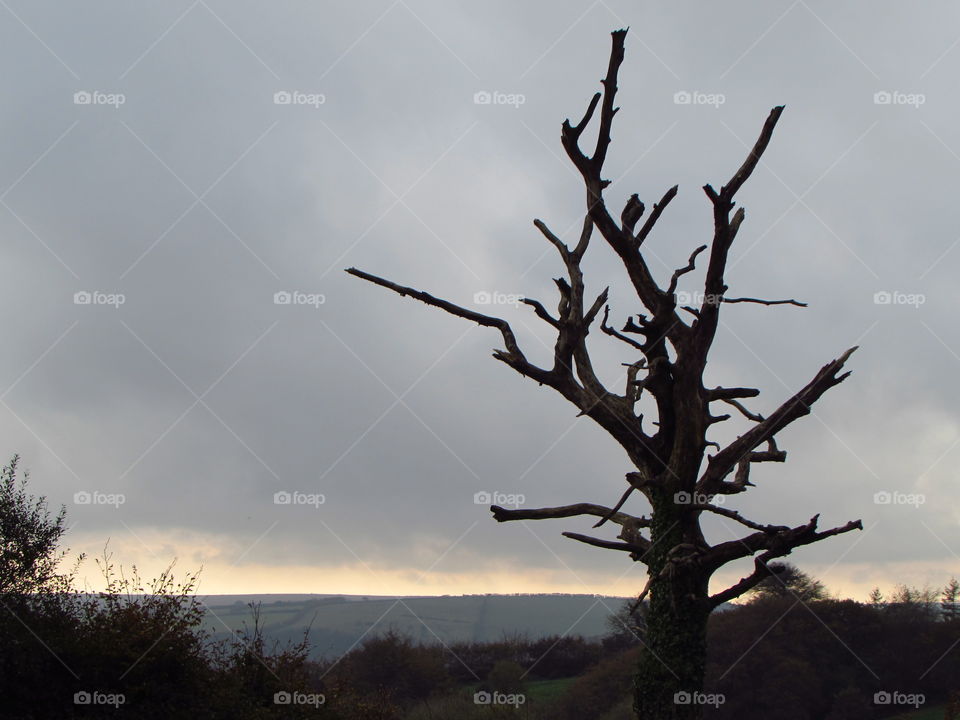 This dead tree makes for an interesting shot, silhouetted in the poor light