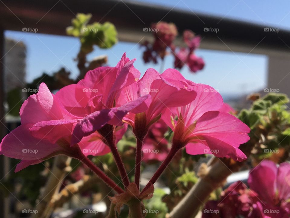 Pinky pelargornium on balcony