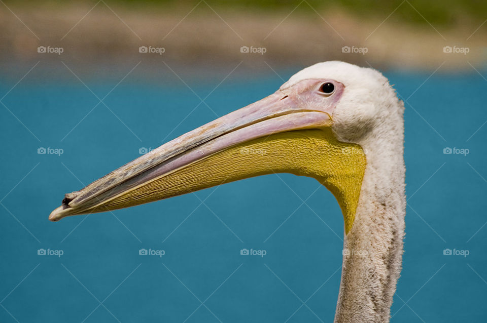 Great white pelican