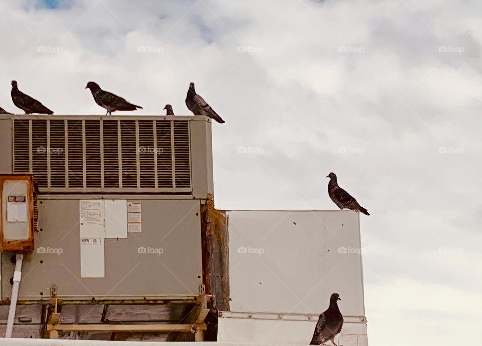 Pigeons birds hanging out on big unit outdoor gathering together on the beige grey cubes on top of a building.