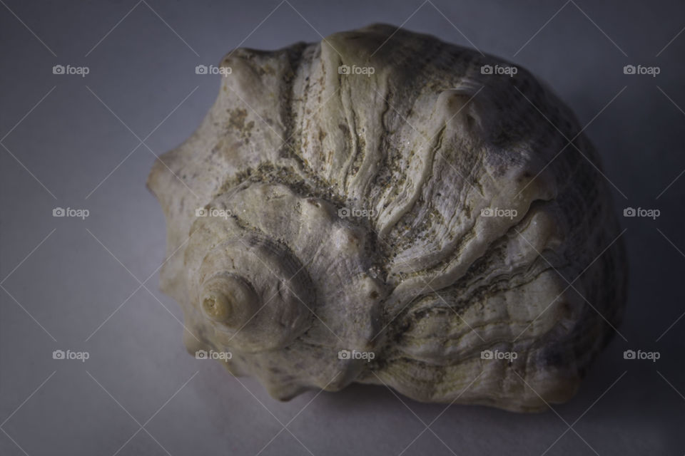 sea ​​shell macro