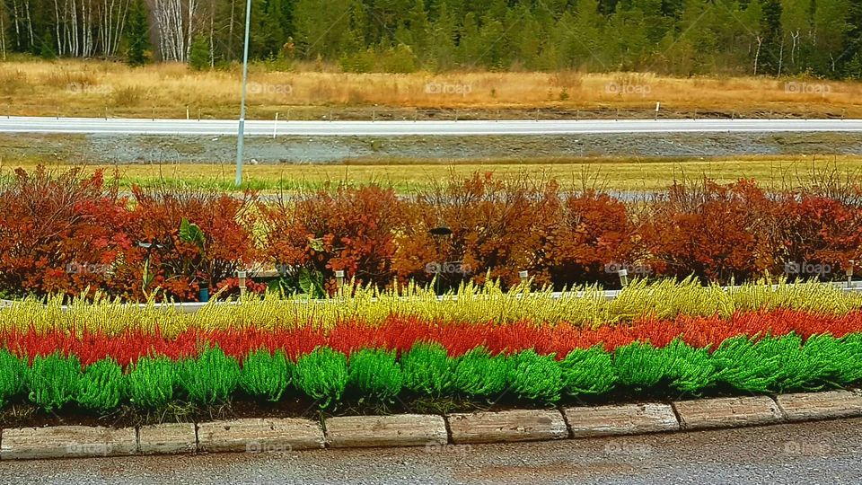 Autumn colors by the road.