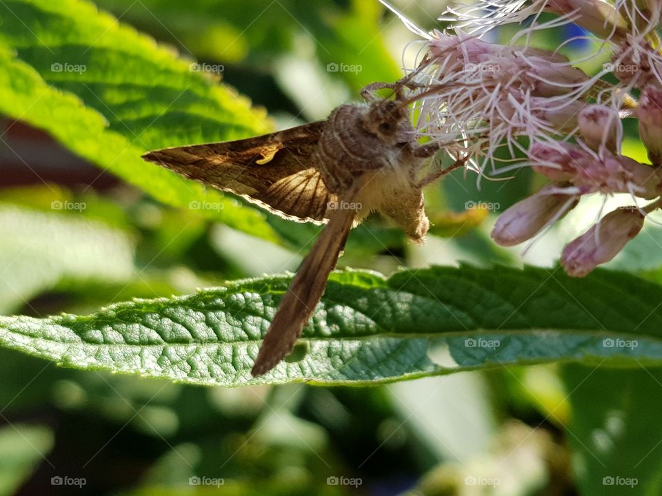 Moth on flower