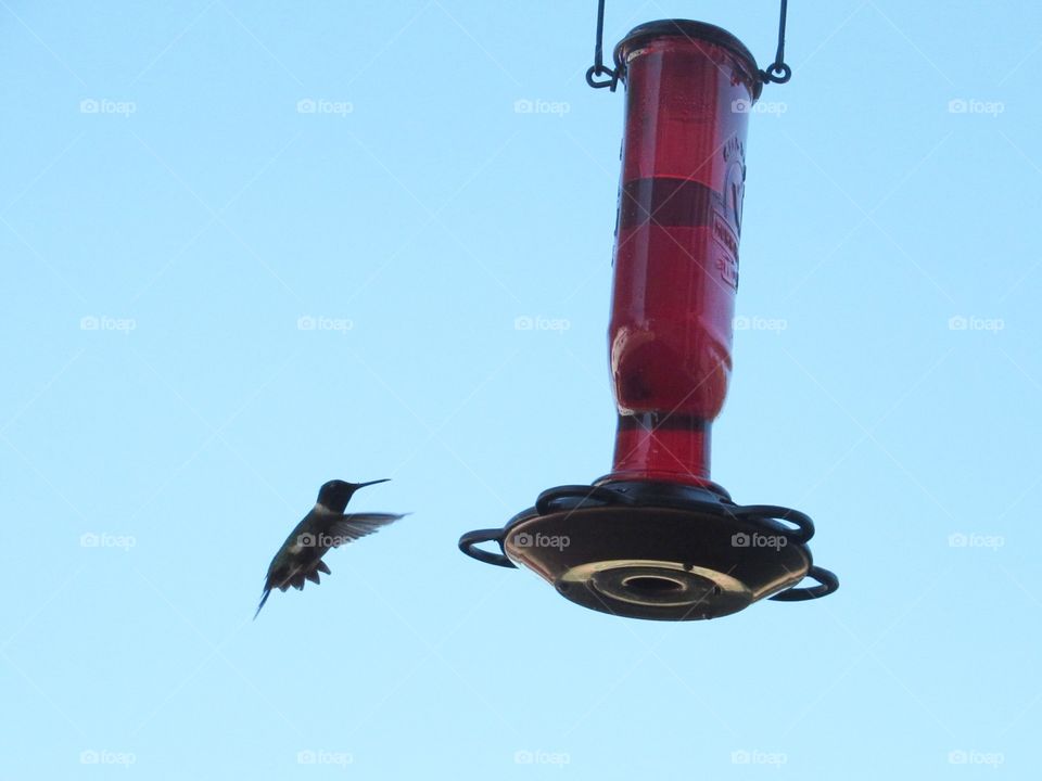 Hummingbird and feeder