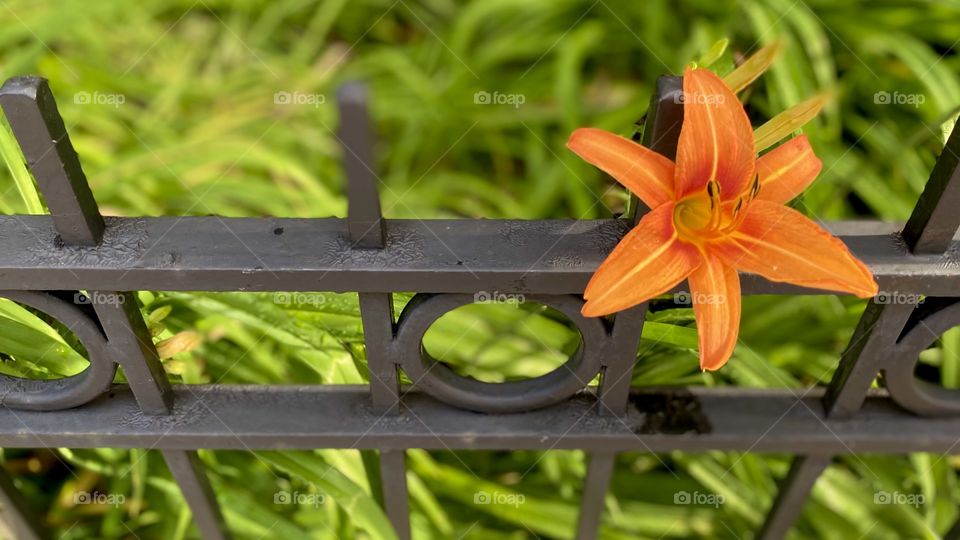Tiger lily on fence in city garden - full color 