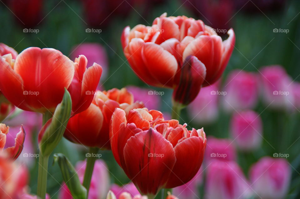 Red Tulip field in Holland