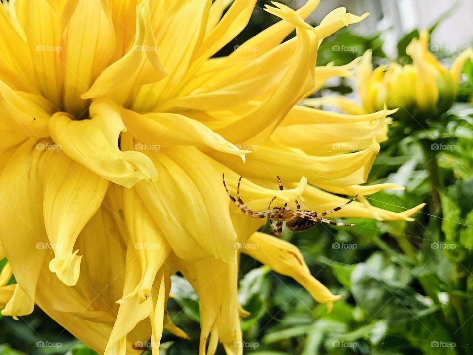 Beautiful Yellow Dahlia With A Spotted Spider
