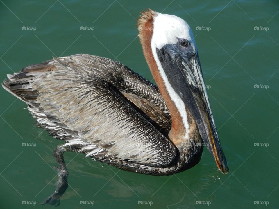 Pelican floating