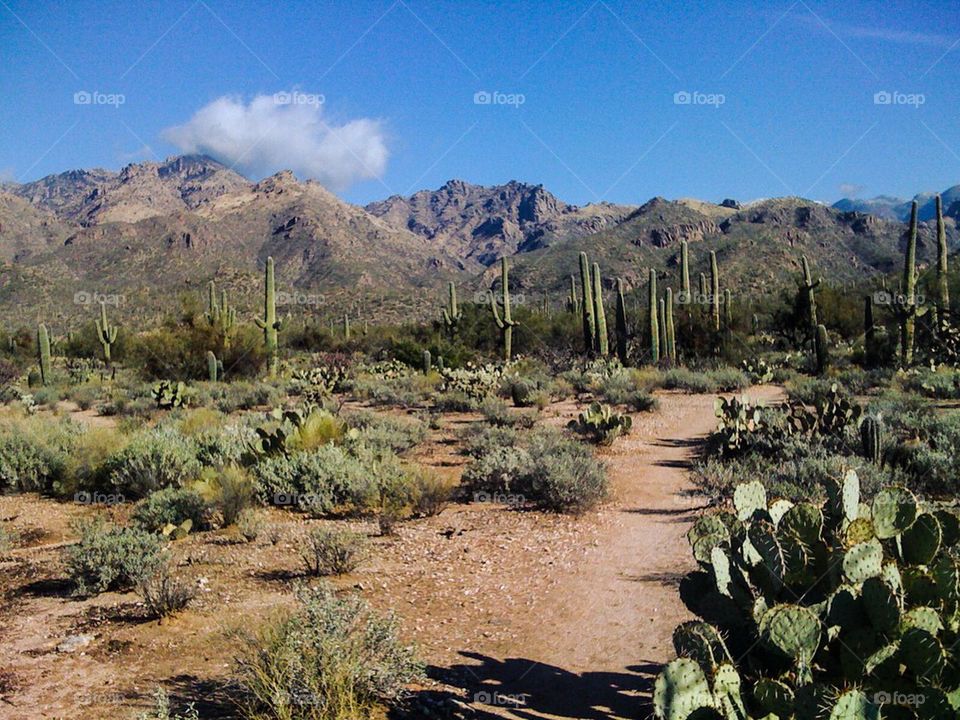 Tucson desert hike