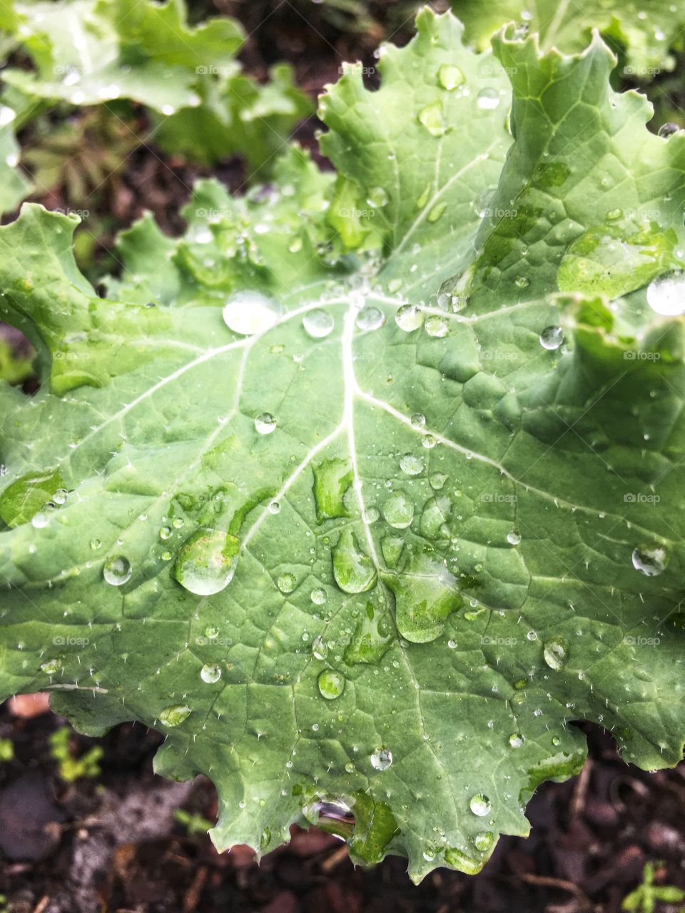 Rain drop kisses on kale leaf