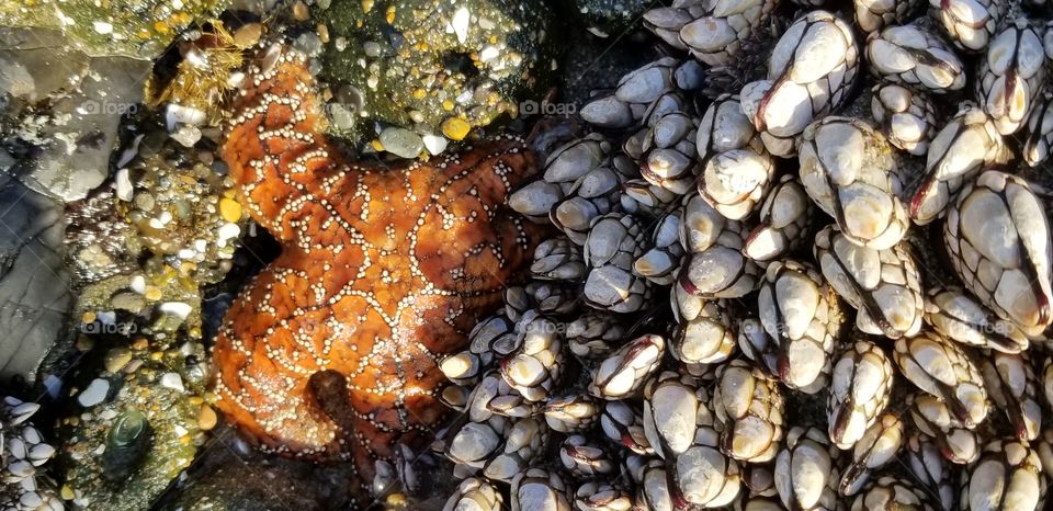 starfish,Lincoln city Oregon coast