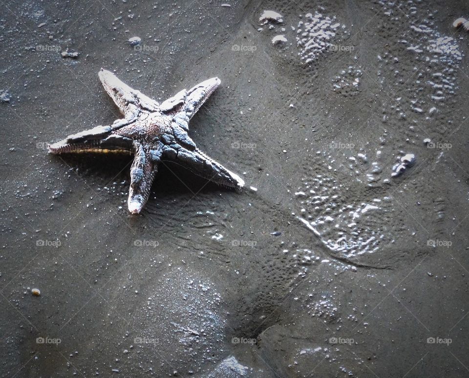 Starfish in shades in grey
