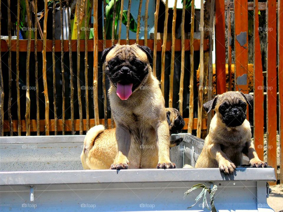 dogs - pug breed