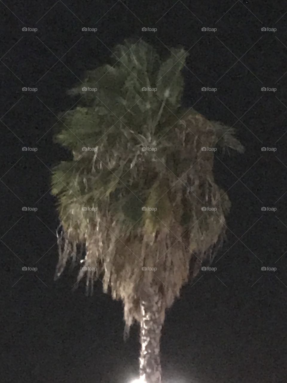Palm tree during a nighttime breeze. It looks quite tropical. The sight of this would make you feel comfortable and relaxed.