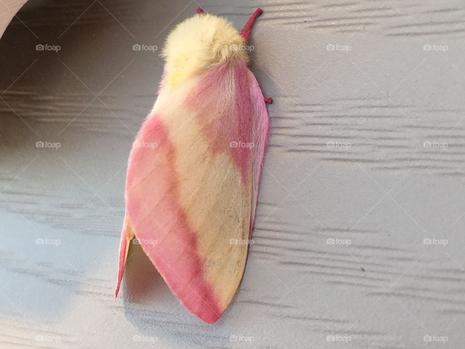 Rosy Maple Moth (dryocampa rubicunda)