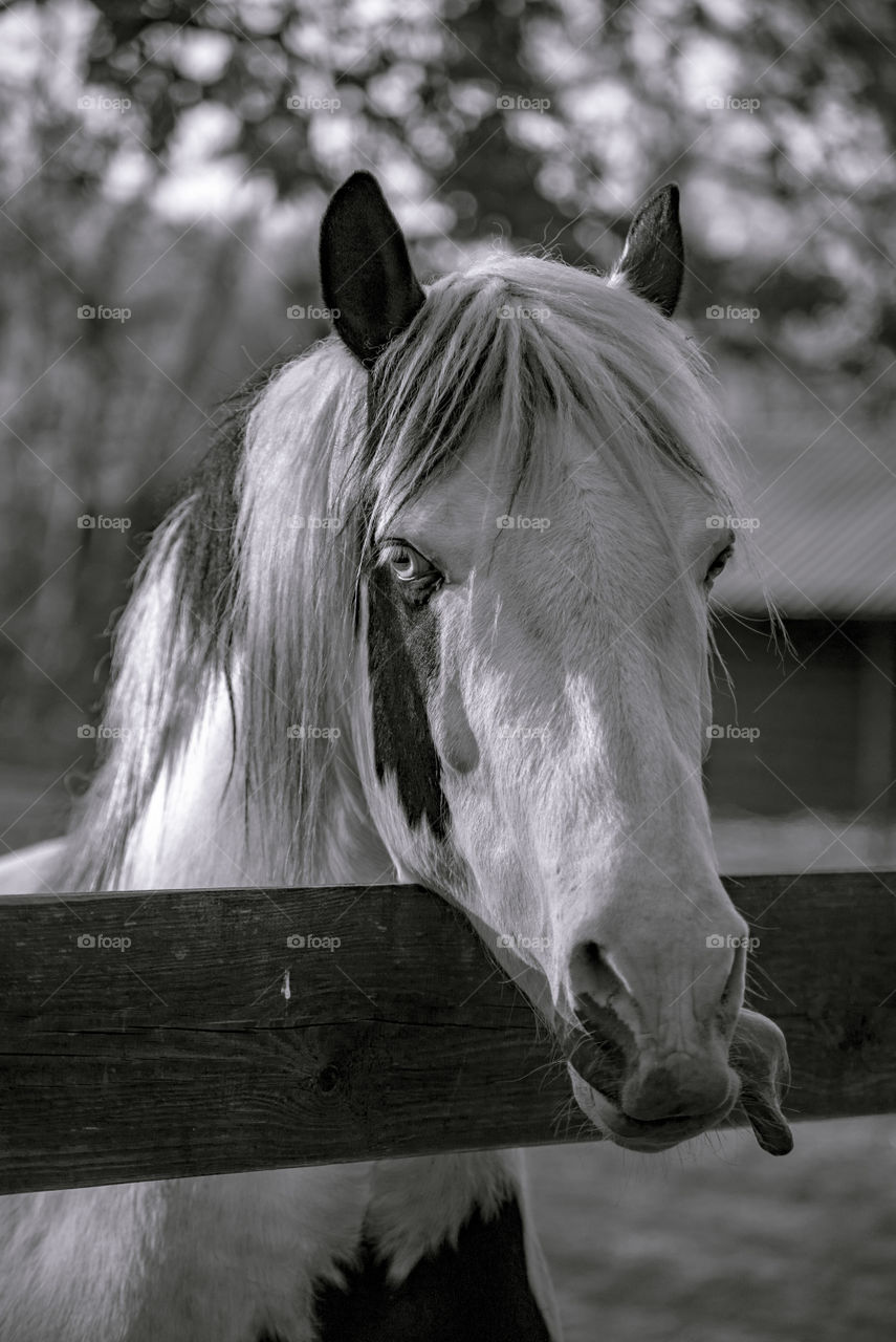 Magic horses