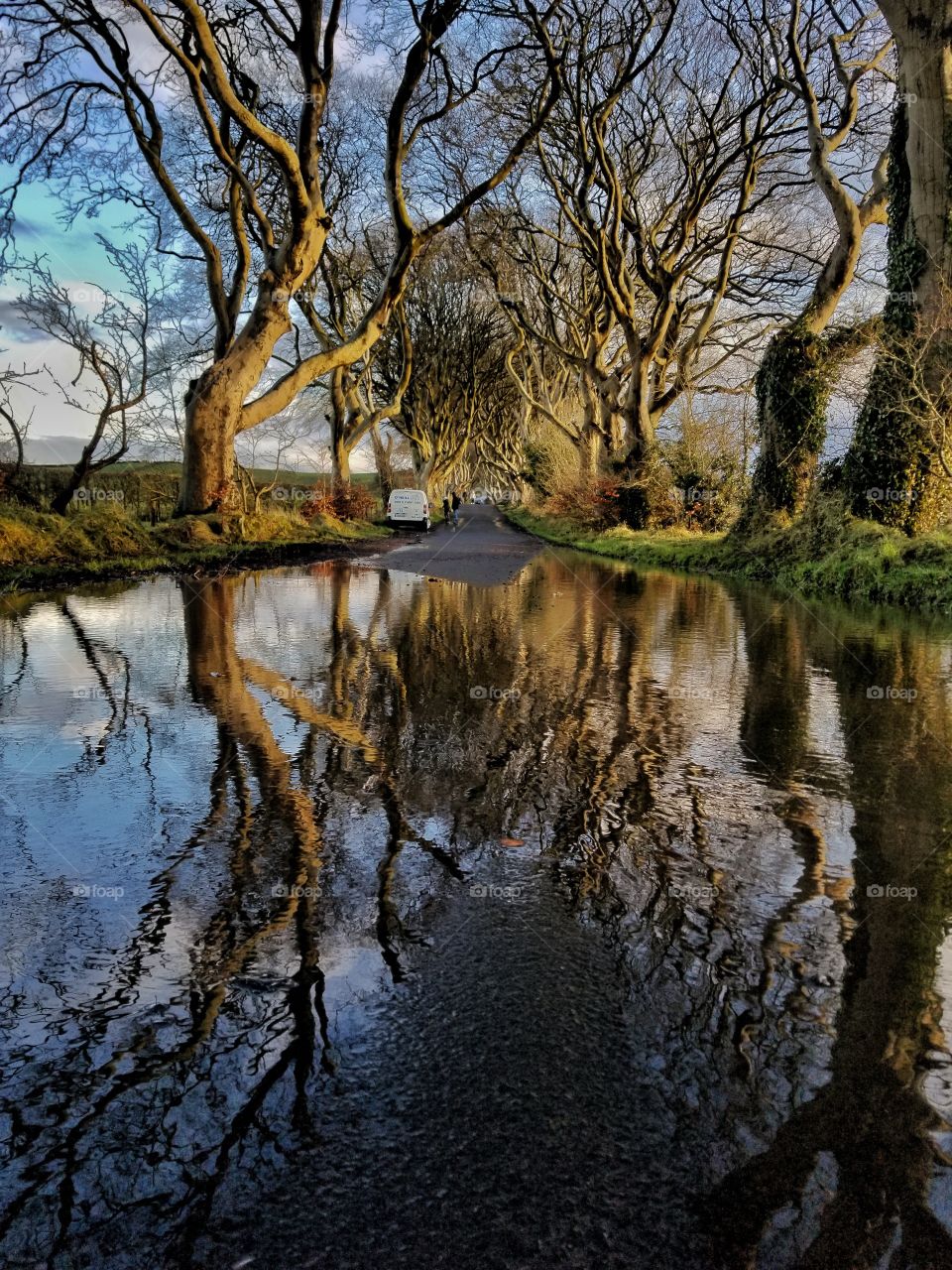 Dark hedges