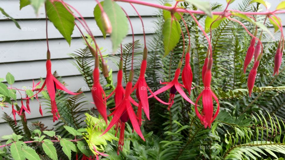 Red Flowers
