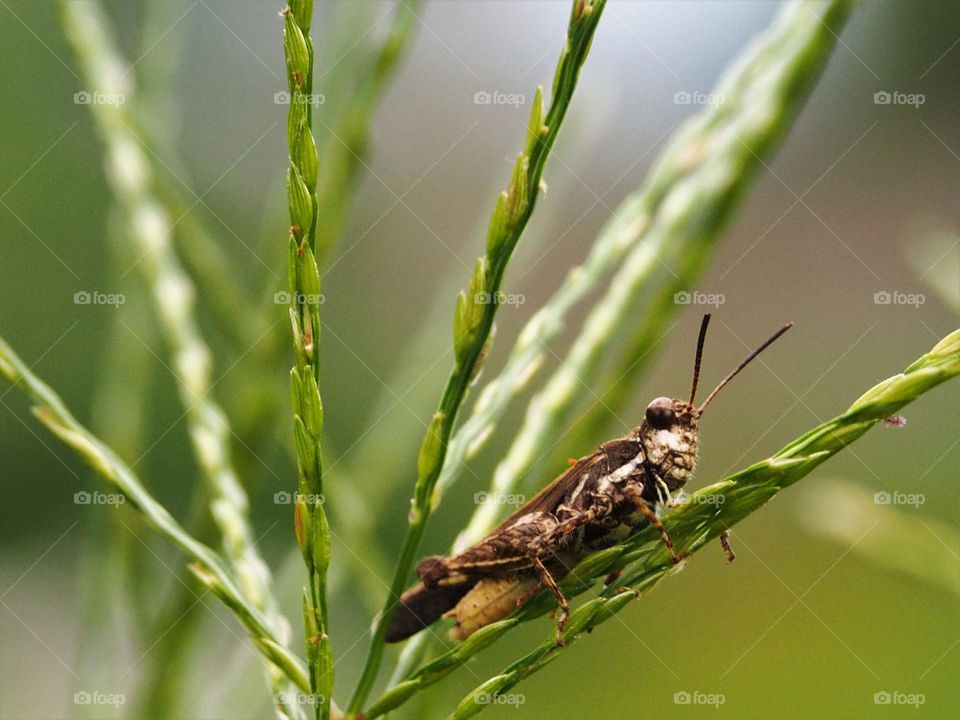 grasshopper