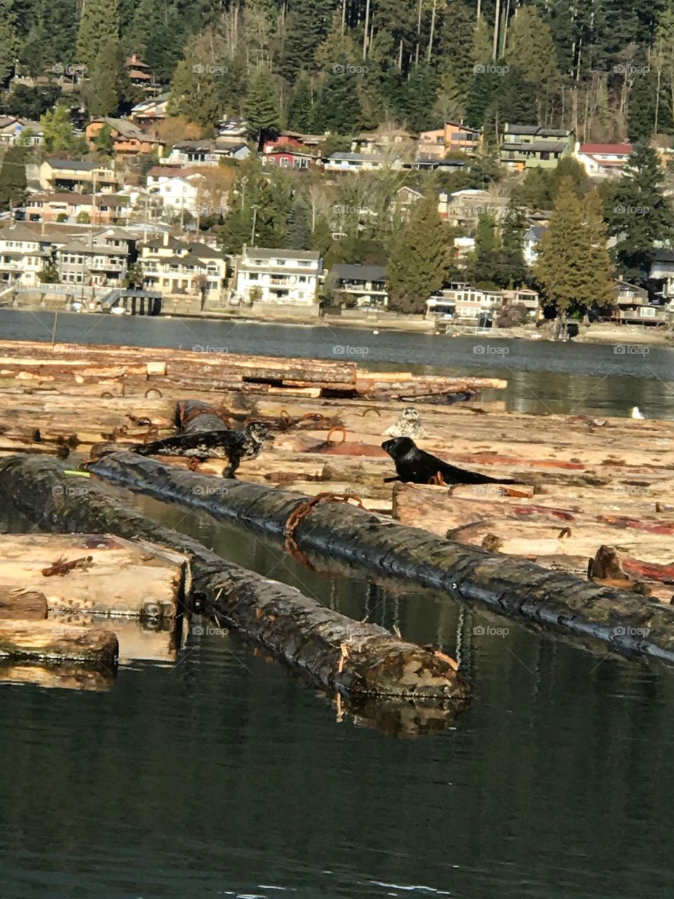 Seals on logs