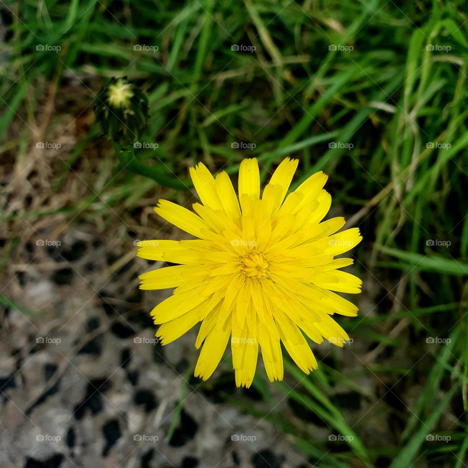 A beautiful dandelion in the front yard of the Netherlands
