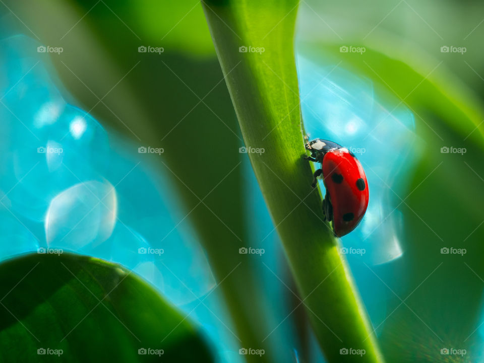 Ladybug. Beautiful bokeh.