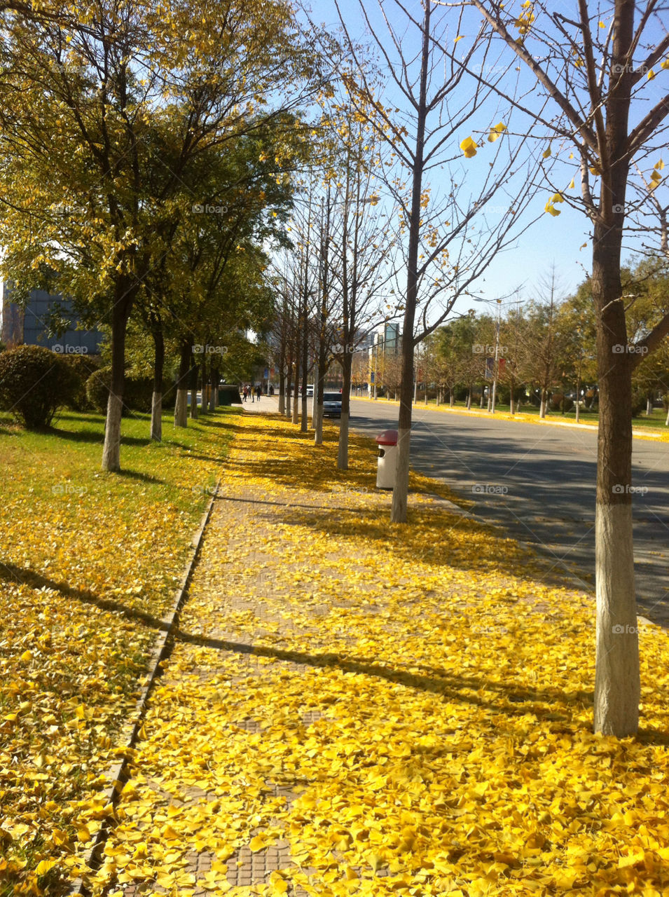 yellow trees leaves cold by simplyhoney