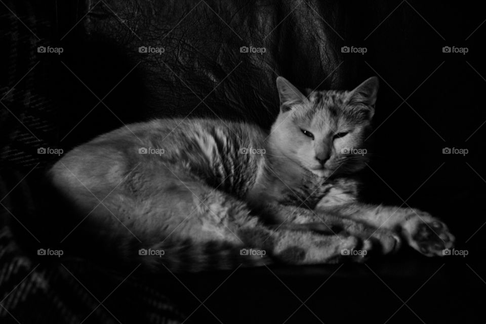 cat black and white fur sofa by jmiguel