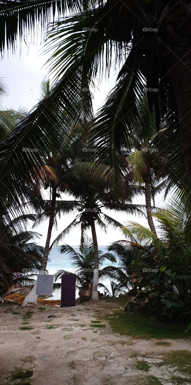 palm tree beach summer