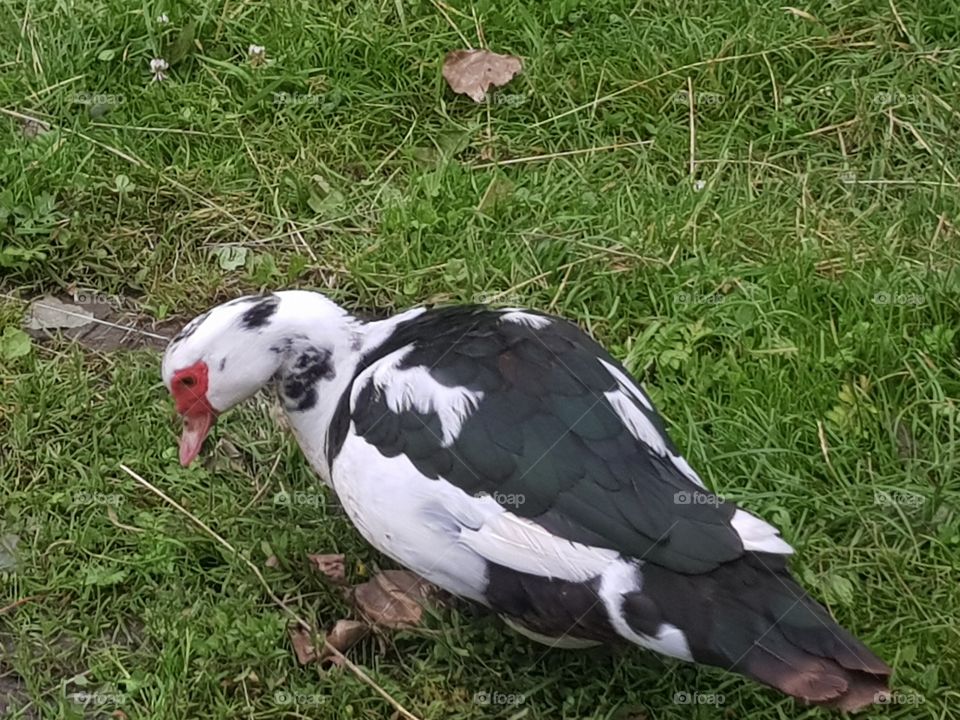 Special type of duck breed, 
from The Netherlands.