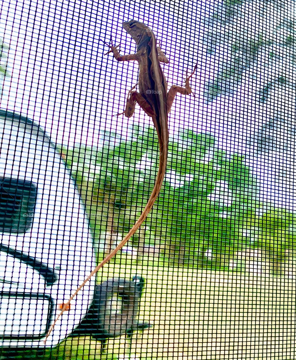 Florida Scrub Lizard Climbing And Walking Fast And Quickly But Still Observe Being Curious On the Screen Of The Pool Enclosure.