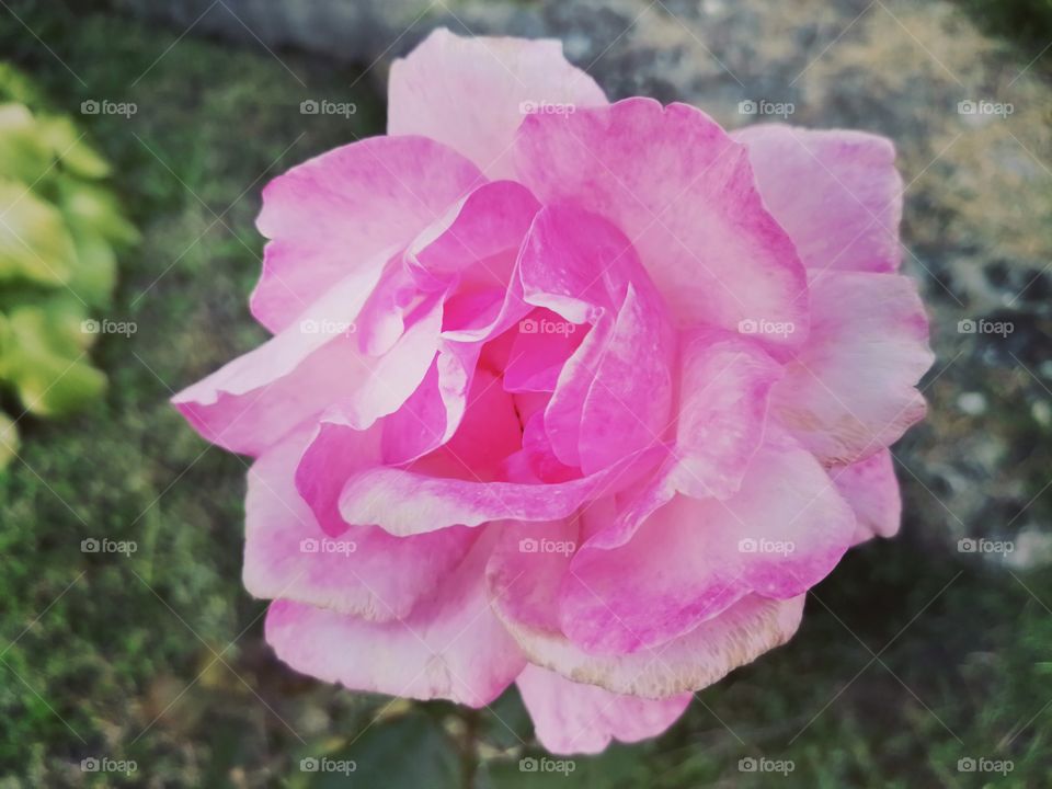 Pink rose