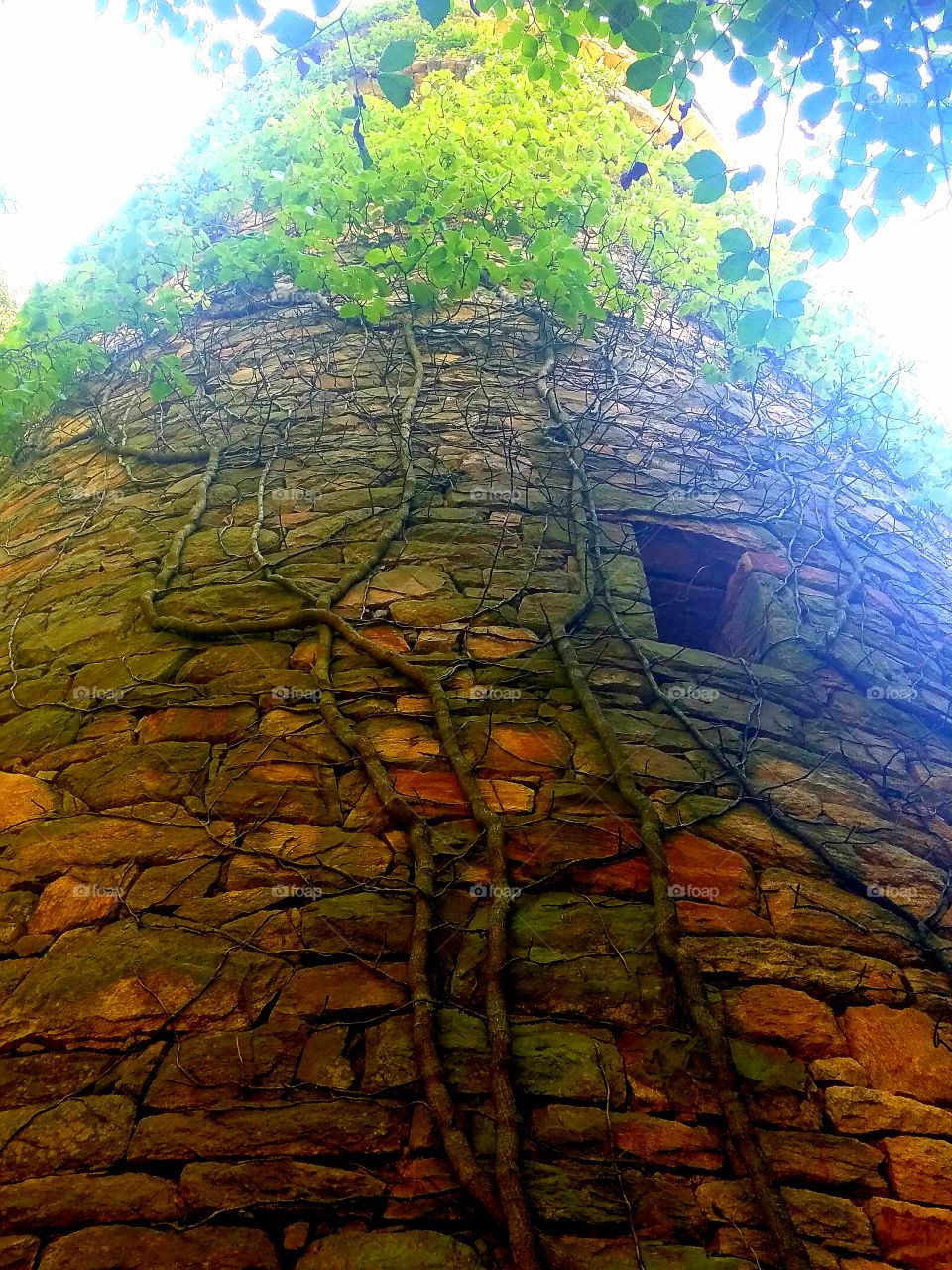 vines climbing up old stone tower, view from underneath