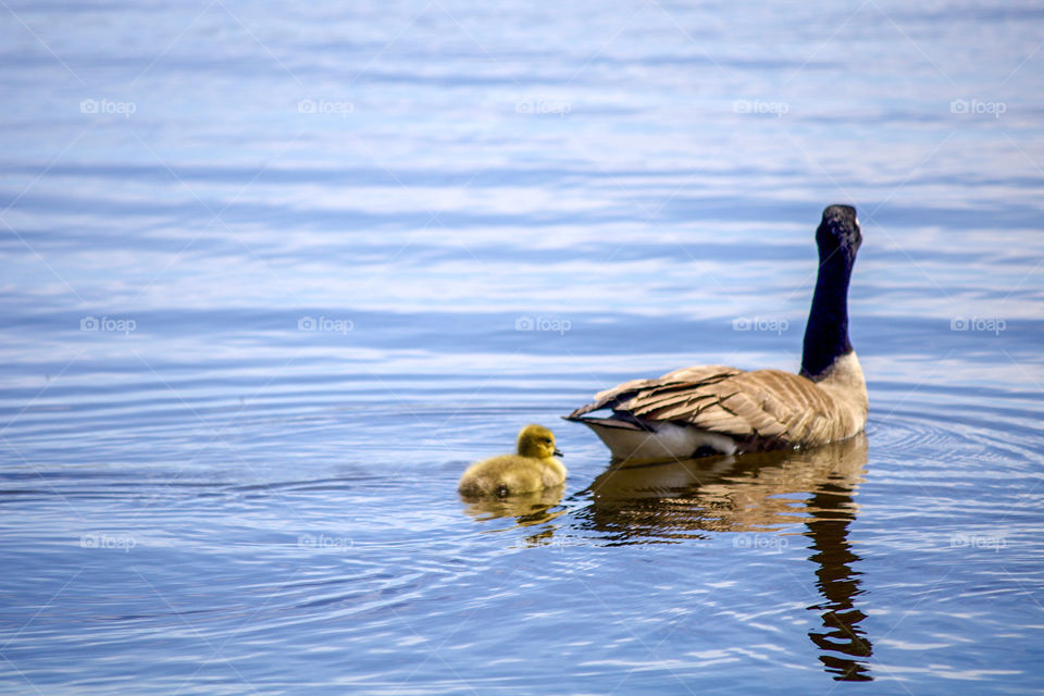 Mom and baby gosling 