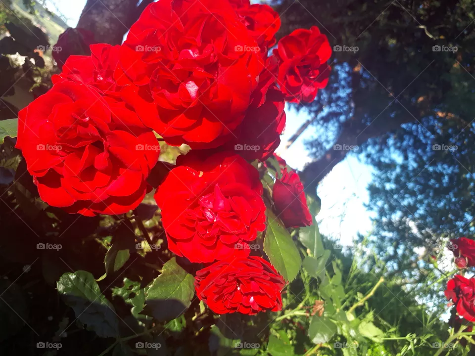 rose