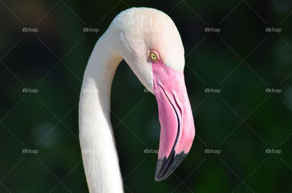Flamingo portrait 