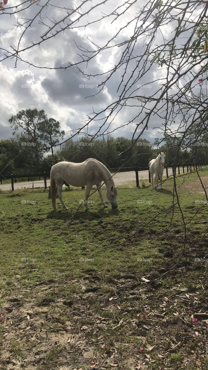 White horses 