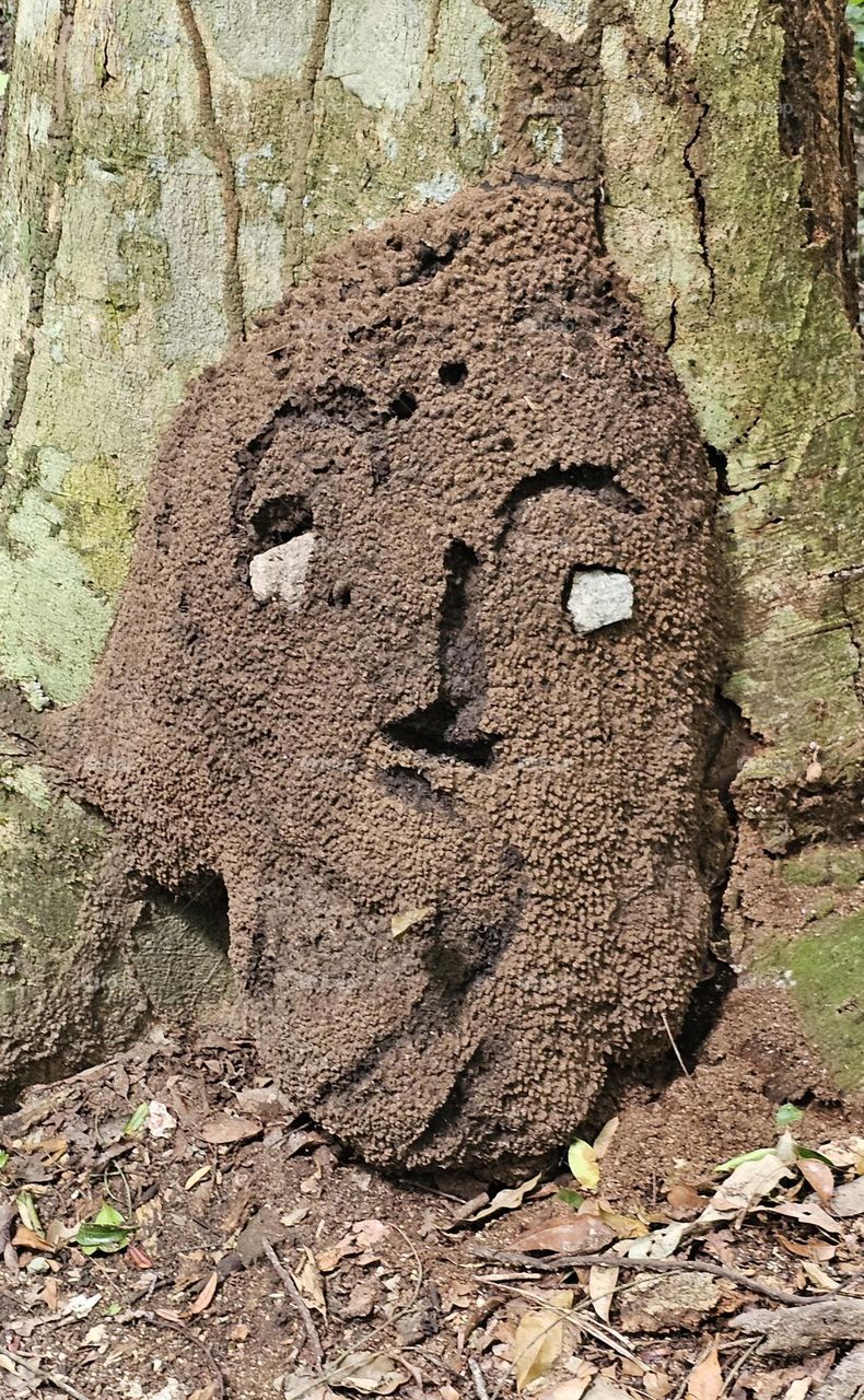 fourmilière à Tikal