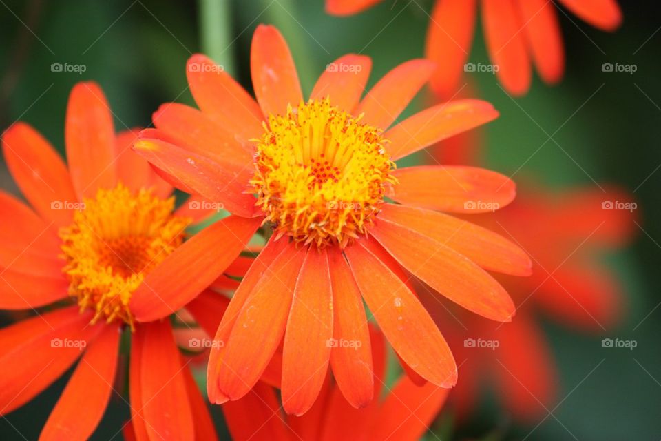 Orange flower