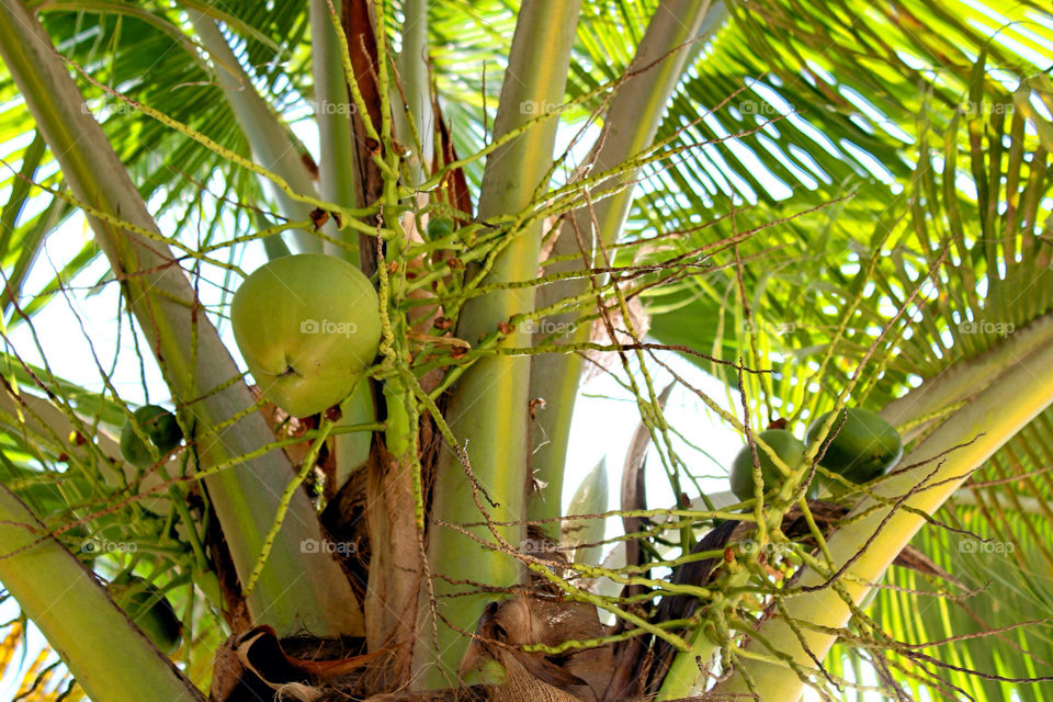 green tree palm coconut by lagacephotos