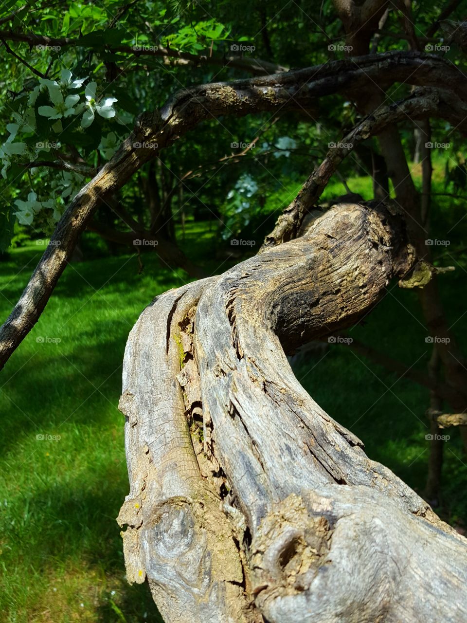 fallen tree