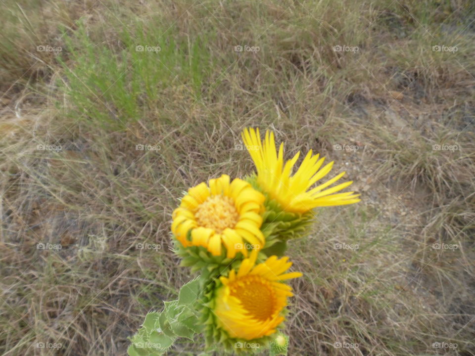 yellow sunflower 🌻. I saw this flower while out exploring East Texas. 👣 🚶 🏃 🔥 💨
