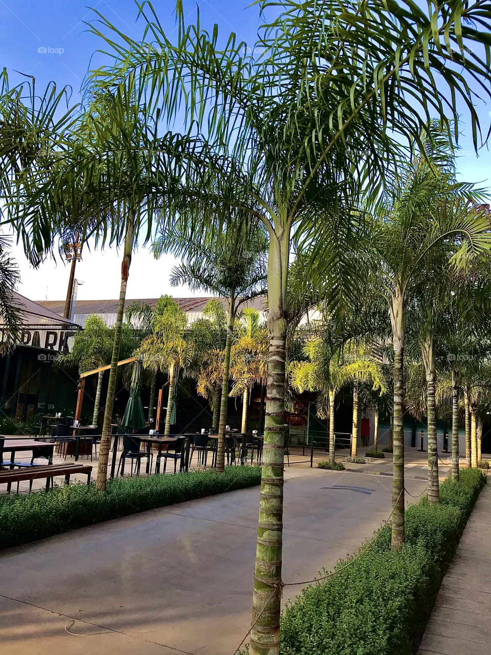 Palm tree