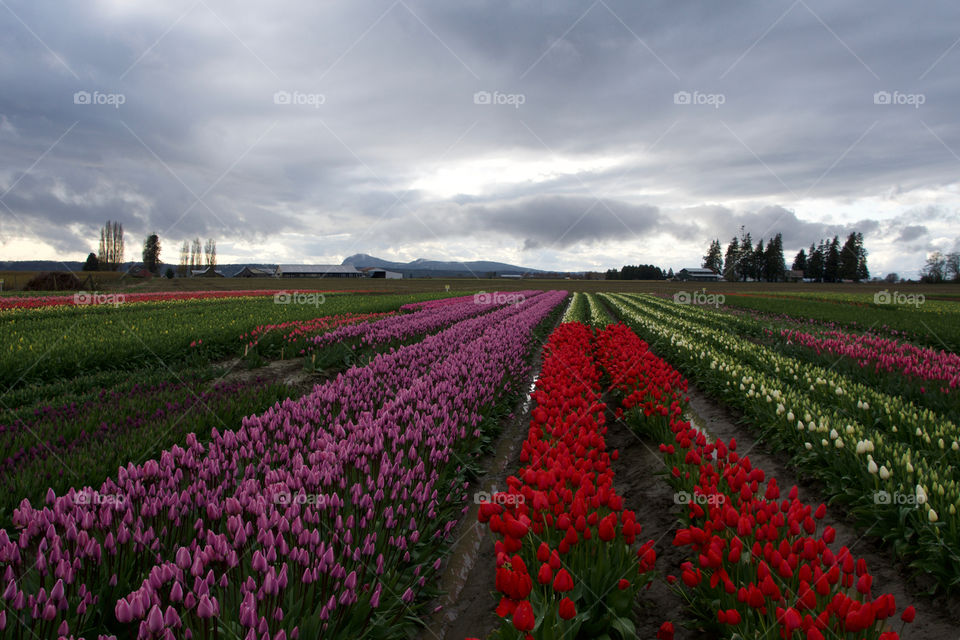 Field of tulips