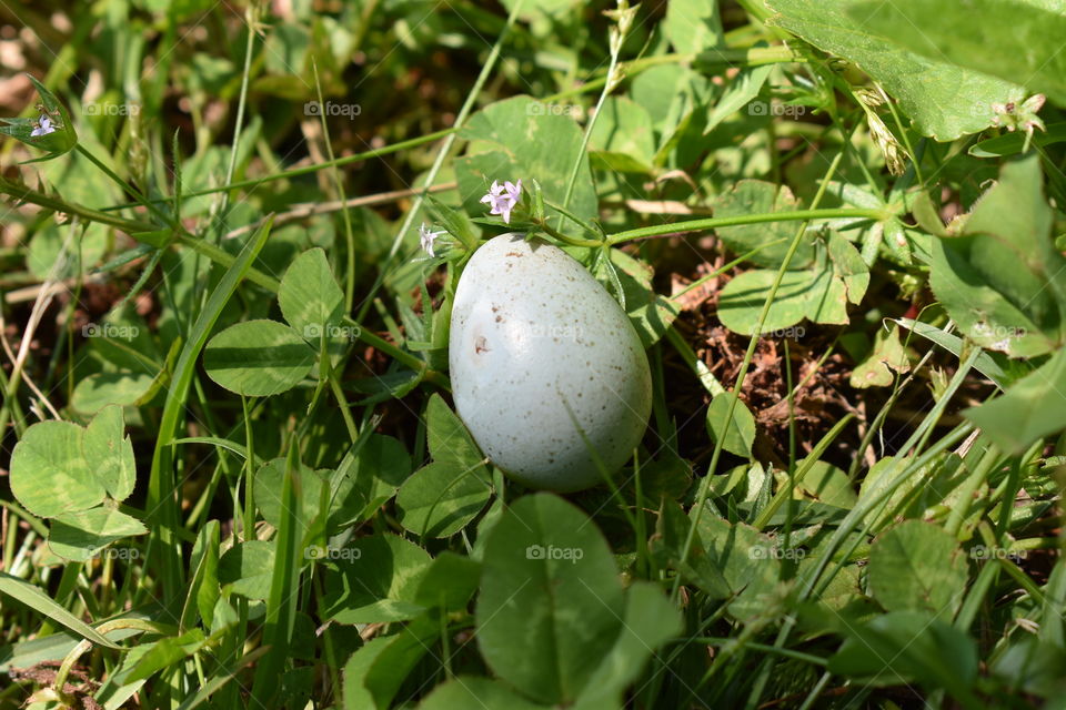 Bird egg