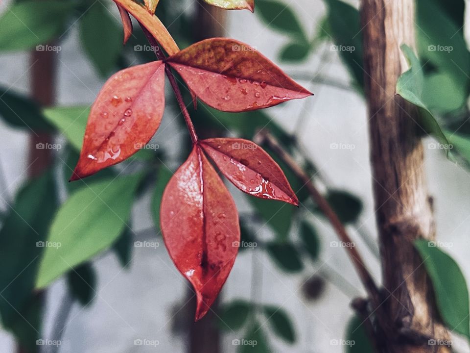 Small red leaves among green leaves