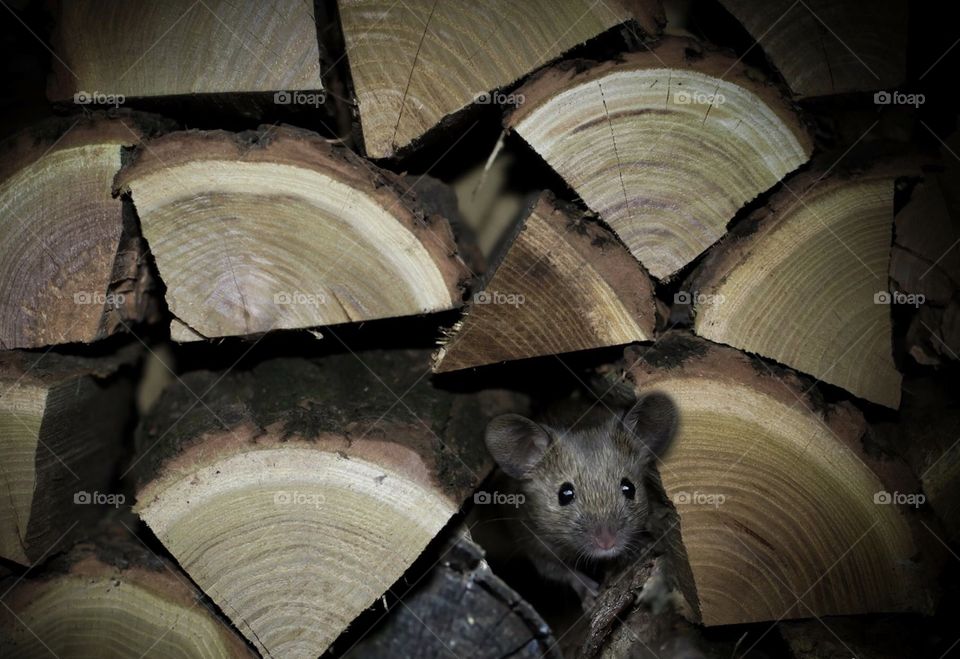 Mouse in woods