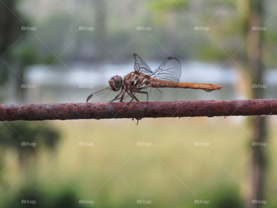 Orange dragonfly